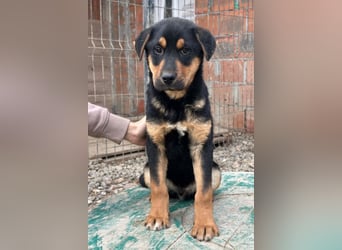 Jumbo ❤️ lieb, sozial & so verschmust!