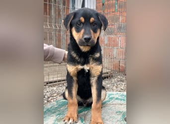 Jumbo ❤️ lieb, sozial & so verschmust!