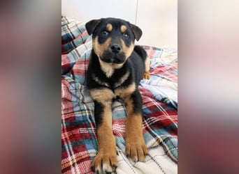 Jumbo ❤️ lieb, sozial & so verschmust!