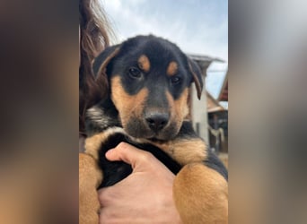 Jumbo ❤️ lieb, sozial & so verschmust!