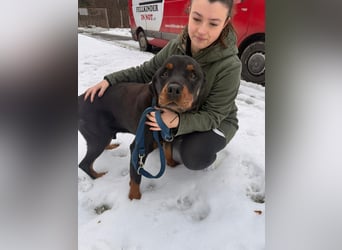 Notfall Hunde Opa Oliver sucht dringend ein zuhause oder eine Pflegestelle