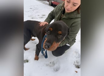 Notfall Hunde Opa Oliver sucht dringend ein zuhause oder eine Pflegestelle