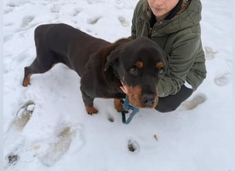 Notfall Hunde Opa Oliver sucht dringend ein zuhause oder eine Pflegestelle