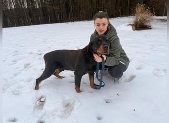 Notfall Hunde Opa Oliver sucht dringend ein zuhause oder eine Pflegestelle