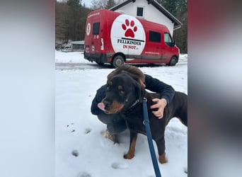 Notfall Hunde Opa Oliver sucht dringend ein zuhause oder eine Pflegestelle