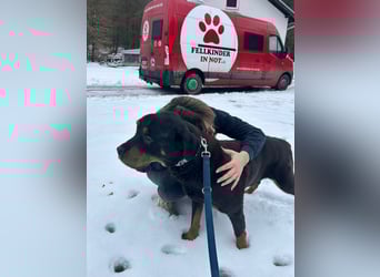 Notfall Hunde Opa Oliver sucht dringend ein zuhause oder eine Pflegestelle