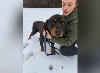 Notfall Hunde Opa Oliver sucht dringend ein zuhause oder eine Pflegestelle