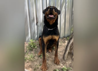 Rocky KC -Wunderschöner Rottweiler-Bub sucht sein Happy End