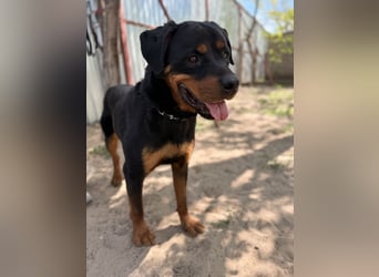 Rocky KC -Wunderschöner Rottweiler-Bub sucht sein Happy End
