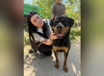 Rocky KC -Wunderschöner Rottweiler-Bub sucht sein Happy End