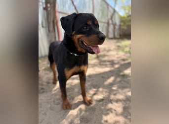 Rocky KC -Wunderschöner Rottweiler-Bub sucht sein Happy End