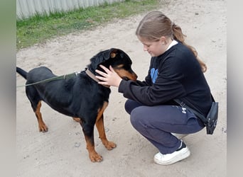 Rocky KC -Wunderschöner Rottweiler-Bub sucht sein Happy End