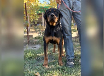Rocky KC -Wunderschöner Rottweiler-Bub sucht sein Happy End