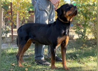 Rocky KC -Wunderschöner Rottweiler-Bub sucht sein Happy End