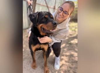 Rocky KC -Wunderschöner Rottweiler-Bub sucht sein Happy End