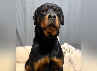 RUSTY (Rotring) -Wunderschöner Rottweiler Bub sucht sein Happy End!