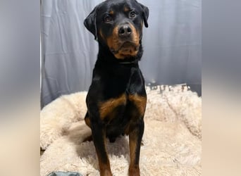 RUSTY (Rotring) -Wunderschöner Rottweiler Bub sucht sein Happy End!