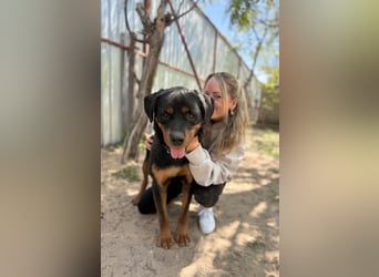 Rocky KC -Wunderschöner Rottweiler-Bub sucht sein Happy End