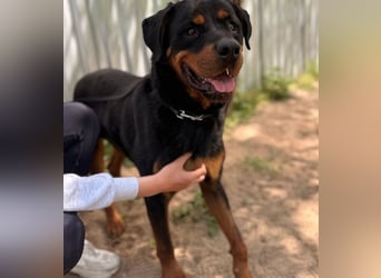 Rocky KC -Wunderschöner Rottweiler-Bub sucht sein Happy End