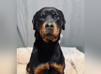 RUSTY (Rotring) -Wunderschöner Rottweiler Bub sucht sein Happy End!