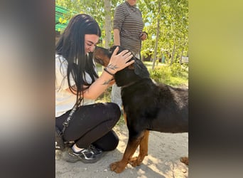 Rocky KC -Wunderschöner Rottweiler-Bub sucht sein Happy End