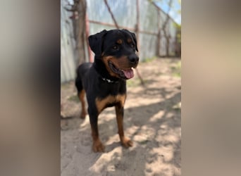 Rocky KC -Wunderschöner Rottweiler-Bub sucht sein Happy End
