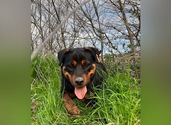 Rottweiler-Hündin Wilma (3) sehnt sich nach einer Familie