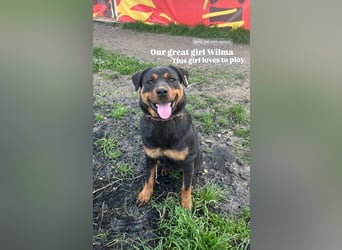 Rottweiler-Hündin Wilma (3) sehnt sich nach einer Familie