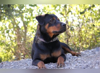 Rottweiler-Hündin Wilma (3) sehnt sich nach einer Familie
