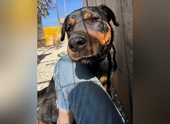 Rottweiler-Hündin Wilma (3) sehnt sich nach einer Familie