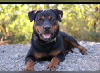 Rottweiler-Hündin Wilma (3) sehnt sich nach einer Familie