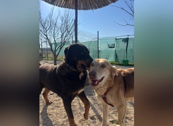 Luli (5) unser lustiger Rottweiler-Mischling