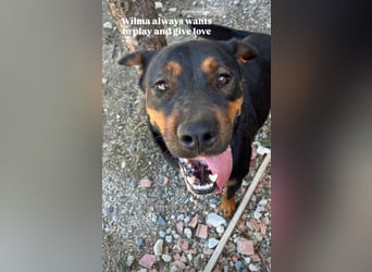Rottweiler-Hündin Wilma (3) sehnt sich nach einer Familie