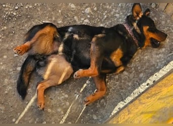 Rottweiler-Hündin Wilma (3) sehnt sich nach einer Familie