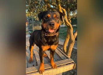 Rottweiler-Hündin Wilma (3) sehnt sich nach einer Familie