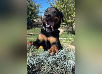 Rottweiler-Hündin Wilma (3) sehnt sich nach einer Familie