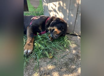 Luli (5) unser lustiger Rottweiler-Mischling