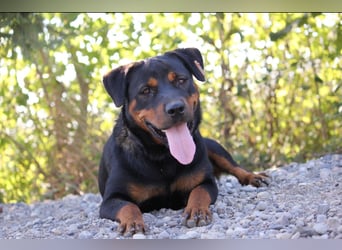 Rottweiler-Hündin Wilma (3) sehnt sich nach einer Familie