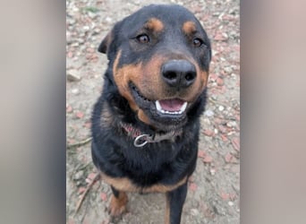 Rottweiler-Hündin Wilma (3) sehnt sich nach einer Familie