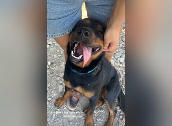 Rottweiler-Hündin Wilma (3) sehnt sich nach einer Familie