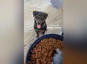 Rottweiler-Hündin Wilma (3) sehnt sich nach einer Familie