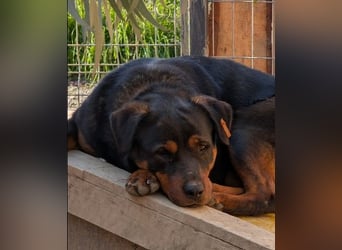 Rottweiler-Hündin Wilma (3) sehnt sich nach einer Familie