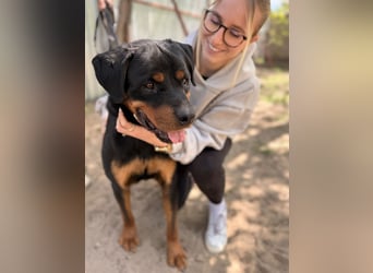 Rocky KC -Wunderschöner Rottweiler-Bub sucht sein Happy End