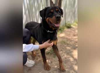 Rocky KC -Wunderschöner Rottweiler-Bub sucht sein Happy End