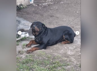 BALU (VA) – sucht dringend erfahrenen Menschen an seiner Seite