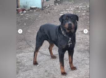 BALU (VA) – sucht dringend erfahrenen Menschen an seiner Seite