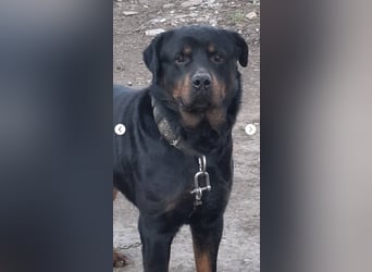 BALU (VA) – sucht dringend erfahrenen Menschen an seiner Seite