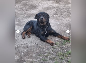 BALU (VA) – sucht dringend erfahrenen Menschen an seiner Seite