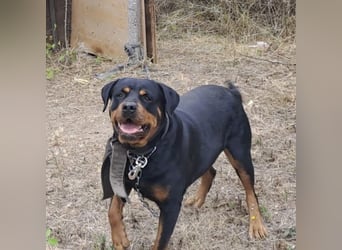 Ursa musste an der Kette leben