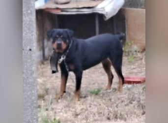 Ursa musste an der Kette leben